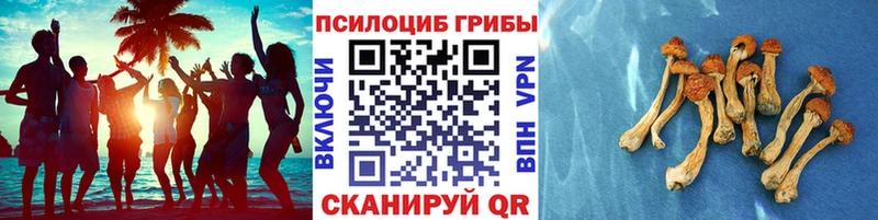 Купить где  Темников  Псилоцибиновые грибы Cubensis 
